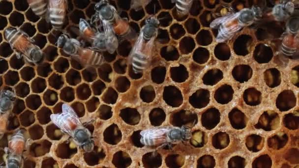 蜜蜂在蜂窝上一起工作 蜂蜜蜜蜂的细节和宏观视图蜜蜂的殖民地 社交动物 宠物蜜蜂 动物生活和习惯的概念 — 图库视频影像