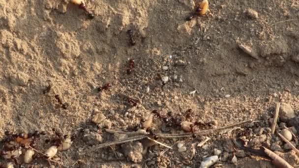 Marangoz Siyah Karıncalar Buğday Tanelerini Tutarlar Yukarı Tırmanıp Geri Çekilirler — Stok video