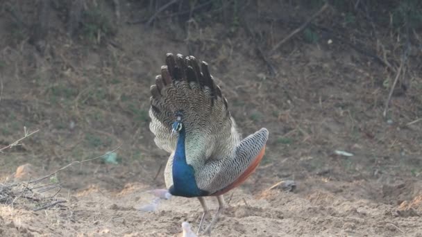 Bahçede Kanatları Olmadan Dans Eden Bir Tavus Kuşu Peafowl Hindistan — Stok video