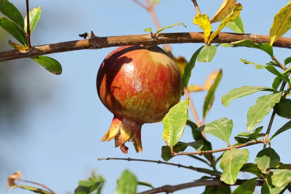 Growing raw pomegranate fruit on a pomegranate plant in a fruit garden , india. concept Advanced pomegranate horticulture, production of fresh and organic pomegranate fruits, Natural pomegranate crop