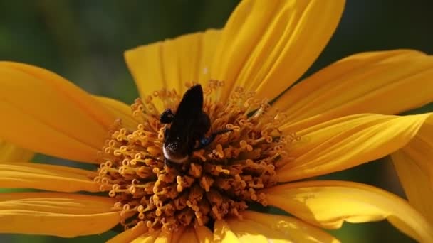 印度向日葵黄花中采集蜂蜜和花粉的一种黑色花园黄蜂 — 图库视频影像
