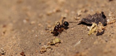 Hindistan 'da büyük bir karınca yemeği arıyoruz. Gıda taşıma konsepti, çok çalışma, sosyal çalışma, birlik, ulaşım