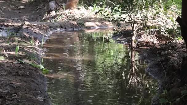 Air Mencapai Pohon Pohon Dan Tanaman Yang Berdiri Taman Melalui — Stok Video