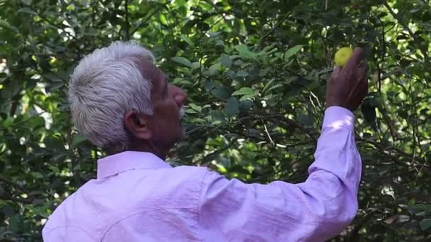 Agricultor Indiano Sênior Sexo Masculino Avaliando Estudando Frutas Cítricas Horta — Vídeo de Stock