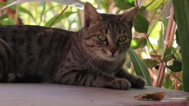 Zbliżenie Portret Kota Odpoczywającego Dziedzińcu Domu Koncepcja Metod Polowania Koty — Wideo stockowe
