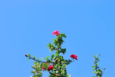 Bahçedeki mavi gökyüzü arka planlı güzel ve taze kırmızı amber çiçeği, Hindistan