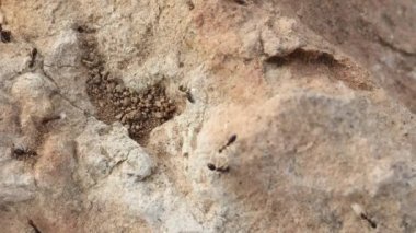 Küçük siyah karıncalar, yumurtaları kayanın tepesinden tutarak bir yerden başka bir yere aktarıyorlar. Karınca yuvası, karınca yumurtası, karınca kolonisi, karınca alışkanlıkları ve vahşi yaşam için konsept