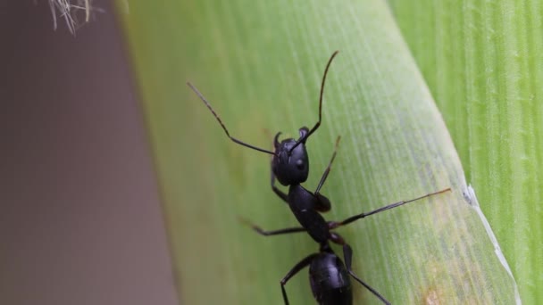 Bir Bitkinin Gövdesinde Oturan Siyah Karıncayı Gösteren Yakın Plan Bir — Stok video