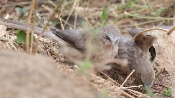 Eine Gruppe Von Familienvögeln Griff Das Haus Der Ameisen Und — Stockvideo