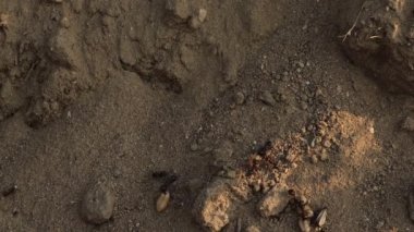 Karıncalar buğday tanelerini karınca yuvasına getirir. Karınca yuvası, karınca yuvası - eklembacaklı, karınca kolonisi, karınca alışkanlığı, eklembacaklı karınca ekip çalışması ve karınca vahşi