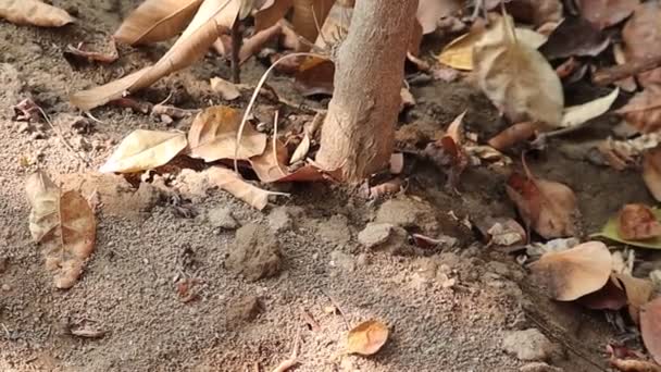 개미들은 주위에 조각들을 모읍니다 절지동물 서식지 개미의 절지동물 개미의 팀워크 — 비디오