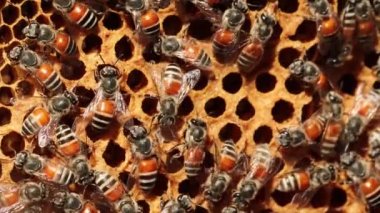 Arıların arı kovanı üzerinde çalışırken makro görüntüsü. Bal arıları, arı kovanı, arı ağdası, arı habitatı, bal peteği, makro bal arısı, sinek ve arı üretiminde artış.