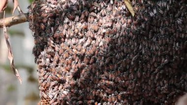Arı kovanında oturan arıların makro görüntüsü. Bal arıları, arı kovanı, arı ağdası, arı habitatı, bal peteği, makro bal arısı, sinek ve arı üretiminin artması. Arıcılık için teşvik edici.