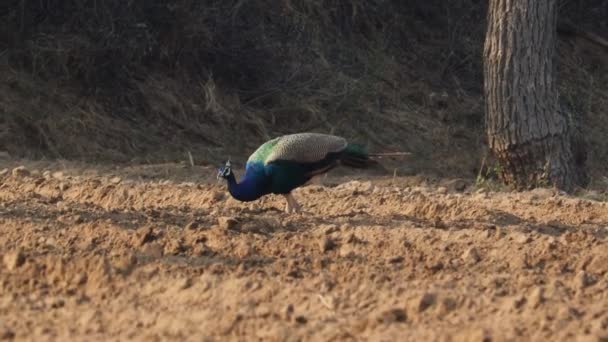 Peacock Promenader Fältet För Att Mata Spannmål India Koncept För — Stockvideo