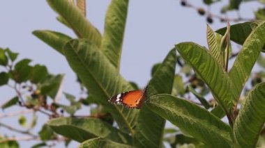 Bahçedeki guava ağacının yeşil yaprağında oturan bir kaplan kelebeği. Güzel kelebekler için konsept, kelebek kanatları, kelebek alışkanlığı, bahçede küçük kelebekler, kral kelebeği