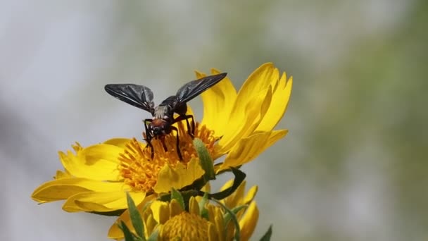 Ein Schwarzes Wespeninsekt Das Pollen Einer Gelben Sonnenblumenblume Garten Frisst — Stockvideo