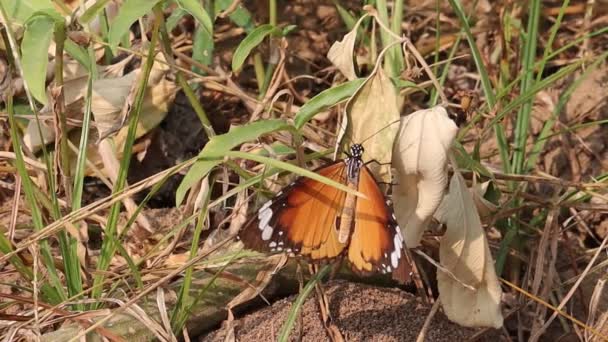 Bahçedeki Bir Ağacın Kuru Dalında Oturan Bir Kaplan Kelebeği Güzel — Stok video