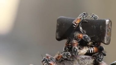 Arılar su içmek için musluğun önünde toplanırlar. Bal arıları, arı kovanı, arı ağdası, arı habitatları, bal peteği, bal arısı, bal arılarının üretiminde artış. Arıcılık için teşvik edici.