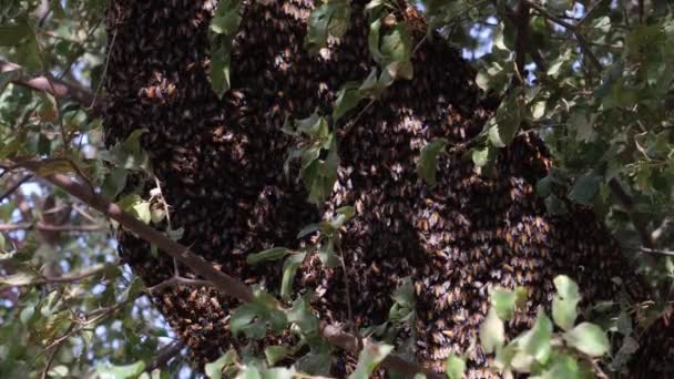 Közelkép Nagy Nagy Méhkasról Ami Egy Faágon Lóg Mézelő Méhek — Stock videók