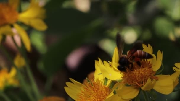 Primer Plano Una Abeja Recolectando Miel Cera Girasol Silvestre Campo — Vídeos de Stock