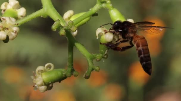 Nahaufnahme Einer Honigbiene Die Honig Und Bienenwachs Aus Weißen Blüten — Stockvideo