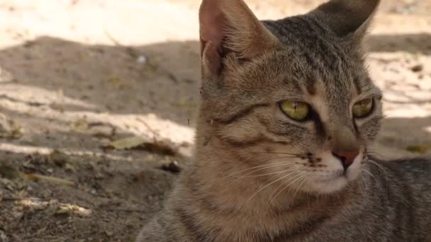 Close Van Een Huiskat Rustend Onder Schaduw Van Een Boom — Stockvideo