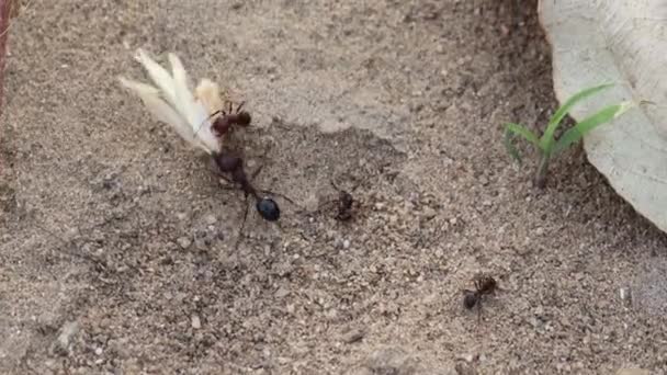 개미들의 촬영은 껍질을 걷습니다 사회적 동물에 열심히 일하는 단결하는 — 비디오