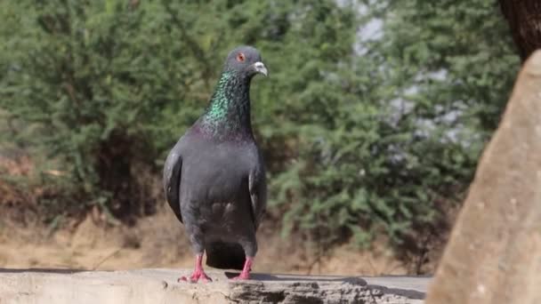 Close Pigeon Sitting Platform Flying Concept Sacred Pigeon Rock Feral — Stock Video