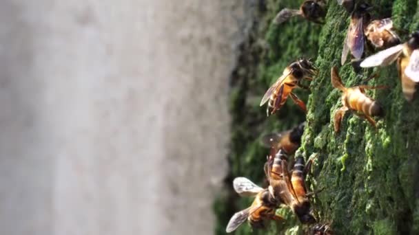 Close Pszczół Pić Wodę Pobliżu Źródła Wody Lecie Koncepcja Koncepcji — Wideo stockowe