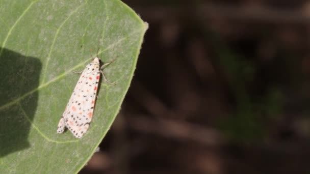 Mariposa Blanca Polilla Que Sienta Hojas Verdes Concepto Para Mariposa — Vídeo de stock