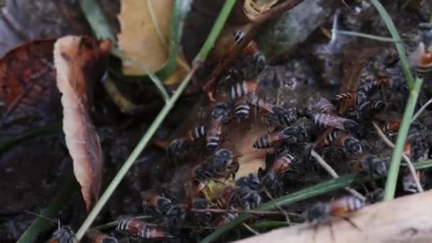 Bal Arılarının Islak Topraktan Emmesi Arı Bakımı Için Konsept Arı — Stok video