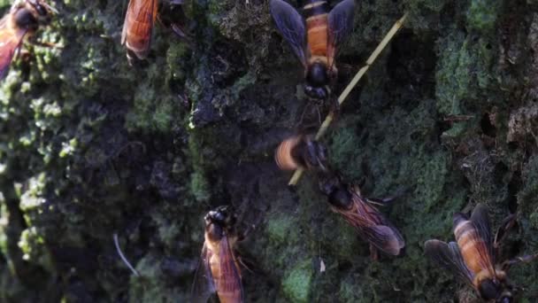 Nahaufnahme Eine Honigbiene Kämpft Mit Einer Anderen Honigbiene Der Nähe — Stockvideo