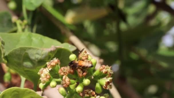 Bin Samlar Honung Och Vax Från Vita Blommorna Trädgården Koncept — Stockvideo