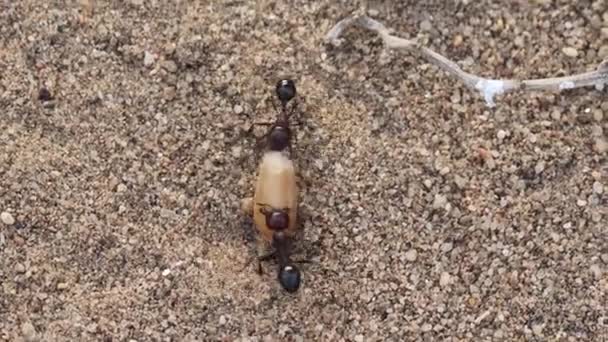 Close View Ants Picking Food Going Colony — Stock Video