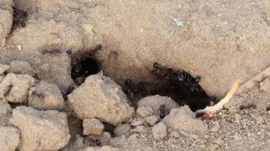 Yiyecekleri toplayıp koloniye giden karıncaların yakın görüntüsü.