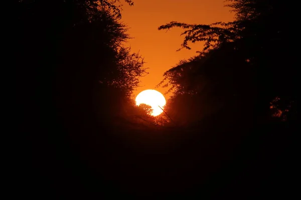 Die Sonne Geht Abends Hinter Den Silhouetten Von Bäumen Und — Stockfoto