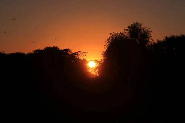 夕方にはシルエットの木の後ろに太陽が沈む — ストック写真