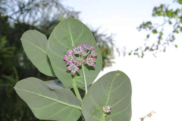 Lindas Flores Madar Aak Calotropis Gigantea Flores Deserto — Fotografia de Stock