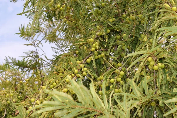 Detailní Záběr Banda Zelených Amla Phyllanthus Emblica Ovoce Ovoce Stromě — Stock fotografie