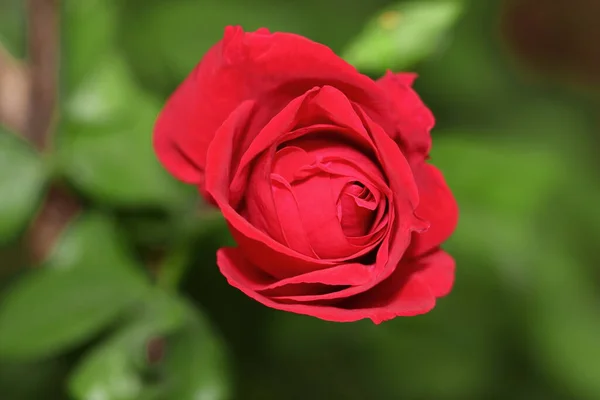 Vista Superior Cerca Una Hermosa Flor Rosa Roja Floreciendo Planta — Foto de Stock