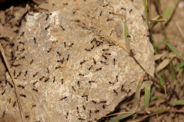 무리가 기어다니고 일하는 모습을 가까이 수있습니다 개미의 사진을 클로즈업 — 스톡 사진