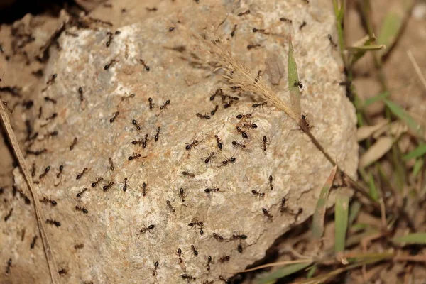 Gros Plan Groupe Fourmis Rampant Travaillant Gros Plan Sur Beaucoup — Photo