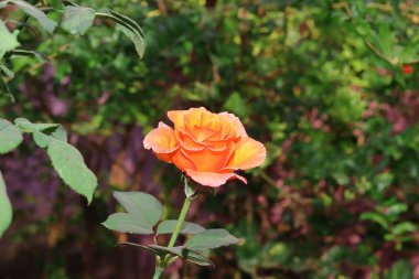 Bahçedeki bitkinin üzerinde çiçek açan portakal çiçeğinin yakın çekimi