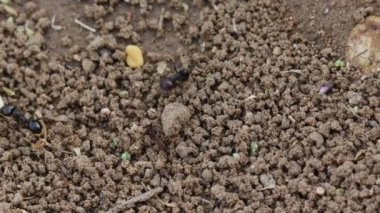 Karıncaların yiyecekleri alıp koloniye gidişinin yakın plan görüntüsü.