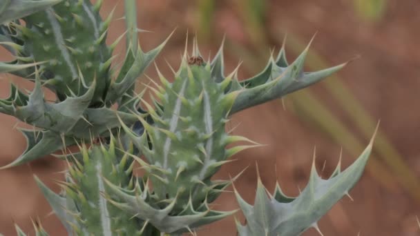 Close Van Mexicaanse Stekelige Papaver Doorn Fruit Groeien Het Veld — Stockvideo