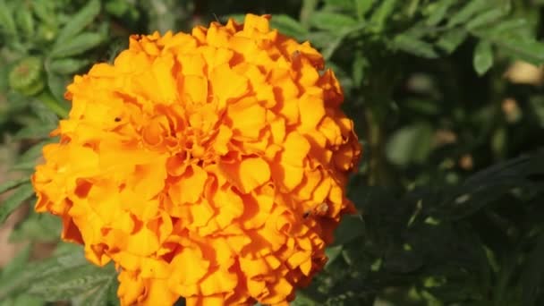 Detailní Pohled Shora Žlutý Květinový Záblesk Zahradě — Stock video