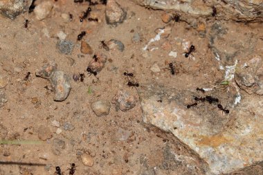 Karınca yuvasında hareket eden karıncalara yakın çekim