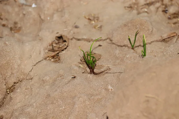 Primer Plano Pequeña Planta Comino Que Crece Campo — Foto de Stock