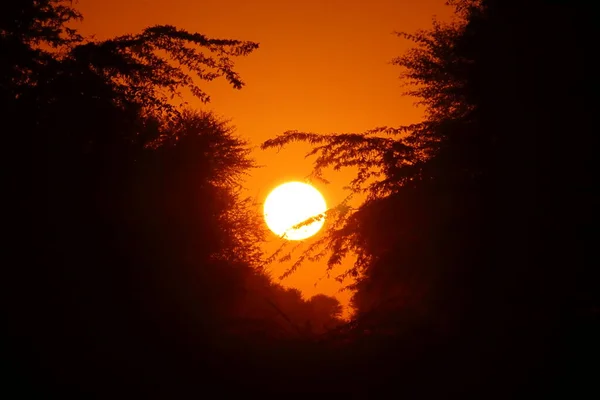Akşam Ağaçların Arkasından Gün Batımı Manzarası Hindistan — Stok fotoğraf