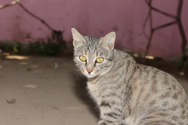 Close Gato Estimação Sentado Pátio Olhando Para Câmera — Fotografia de Stock